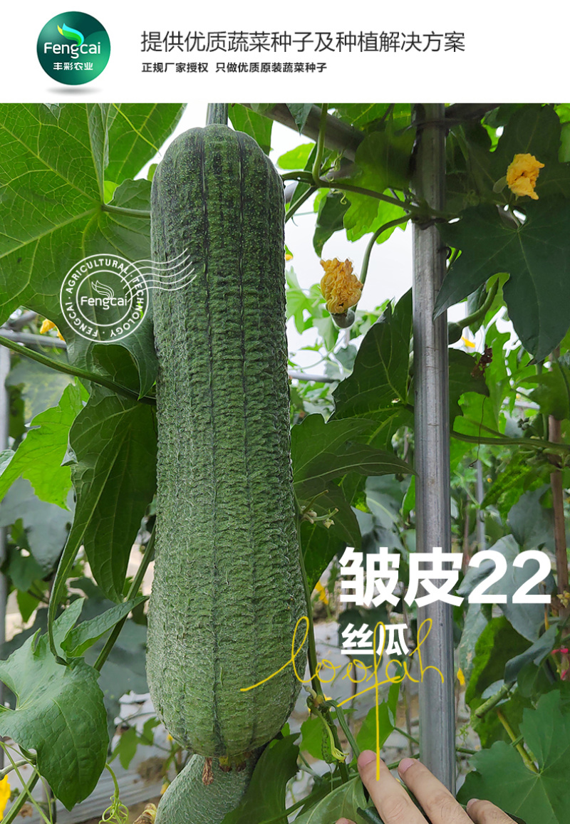 皱皮肉丝瓜种子杂交一代新品种单瓜重200克-400克
