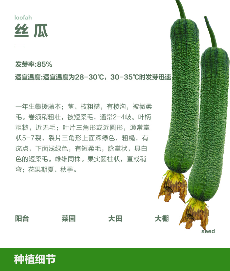 皱皮肉丝瓜种子杂交一代新品种单瓜重200克-400克