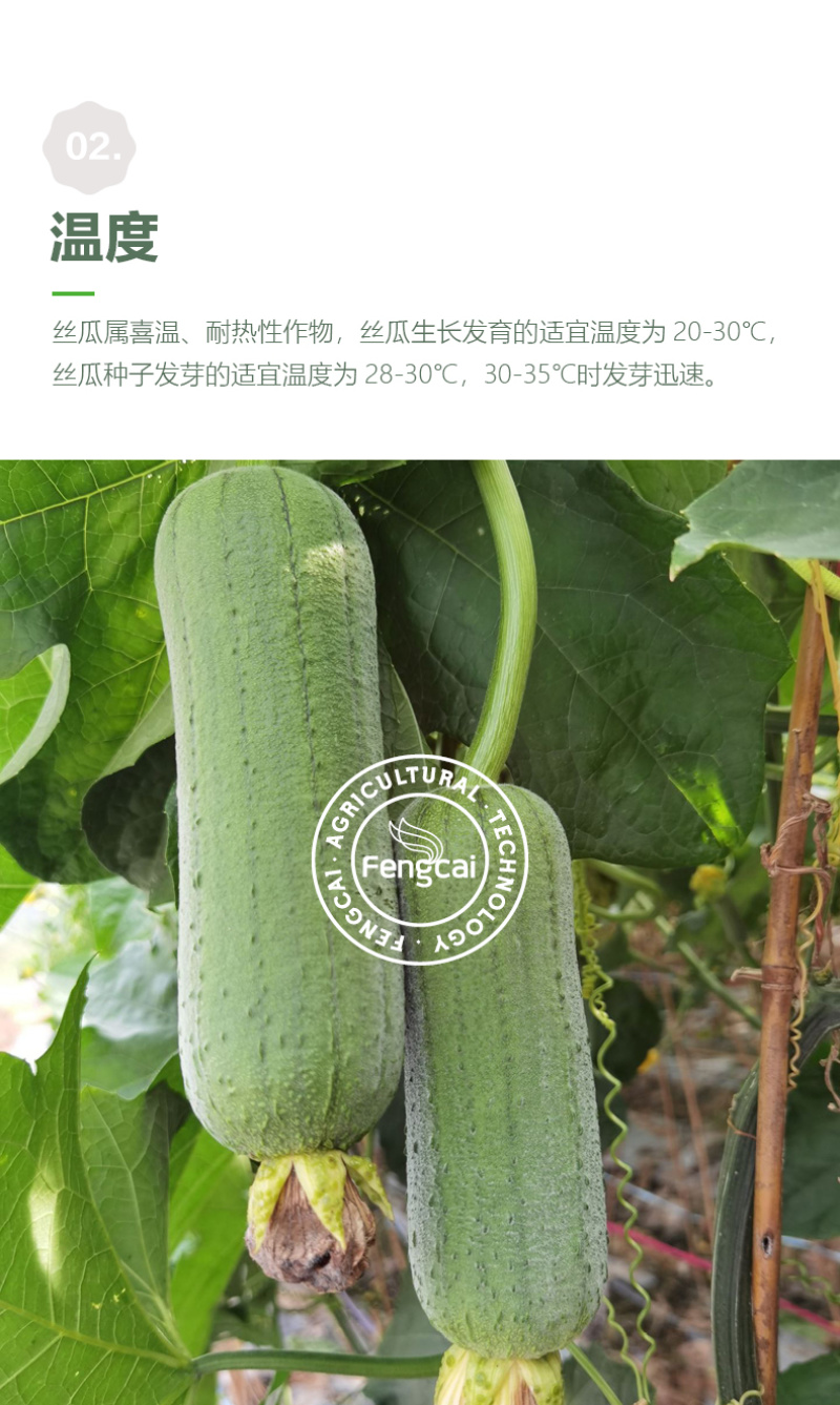 皱皮肉丝瓜种子杂交一代新品种单瓜重200克-400克