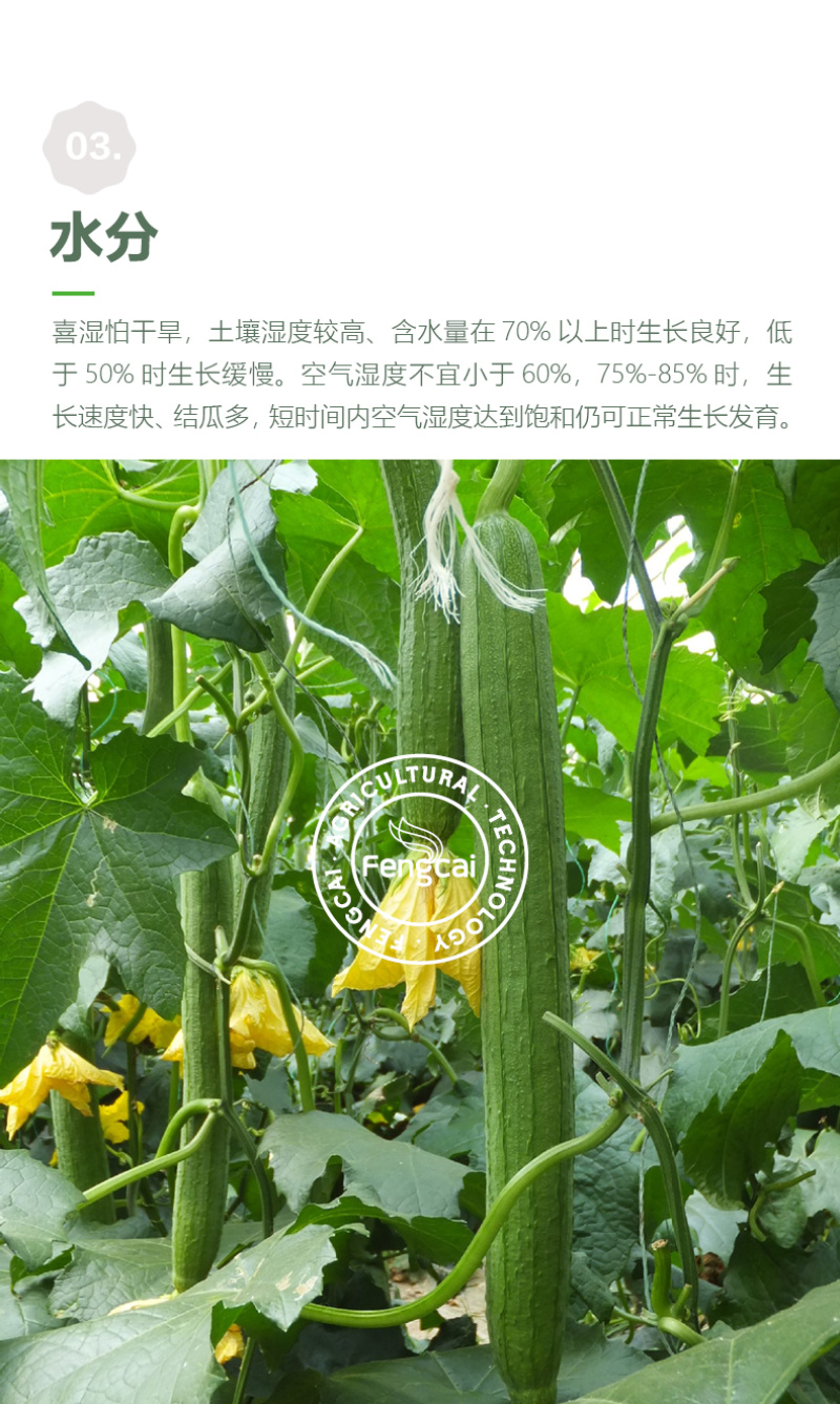 皱皮肉丝瓜种子杂交一代新品种单瓜重200克-400克