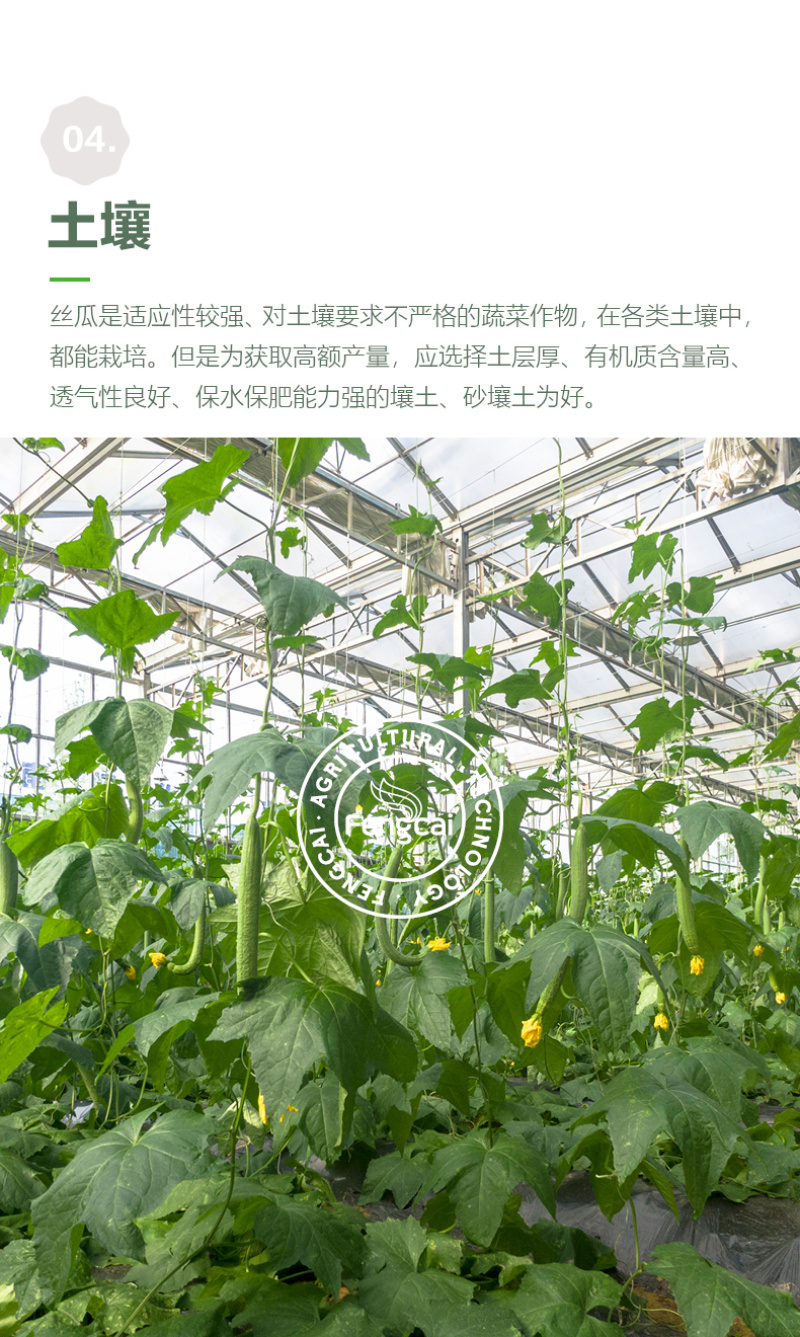 皱皮肉丝瓜种子杂交一代新品种单瓜重200克-400克