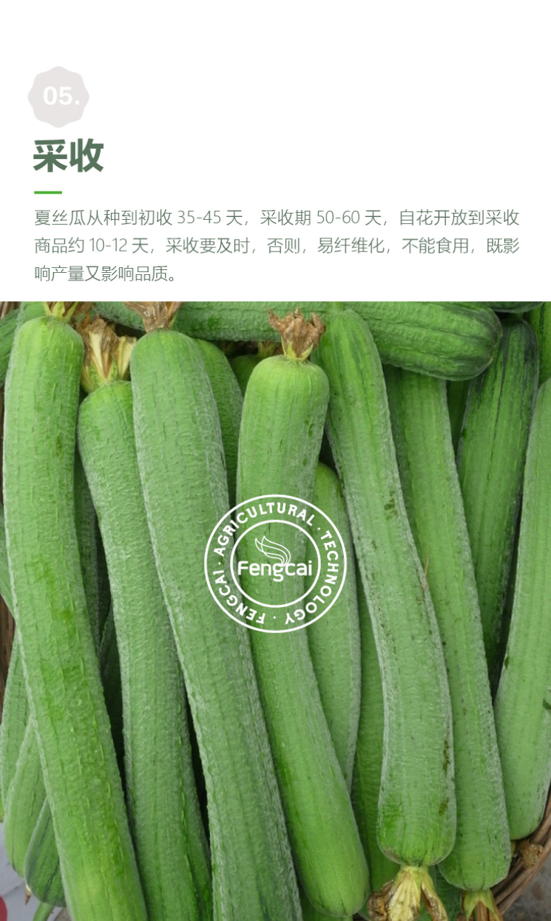 皱皮肉丝瓜种子杂交一代新品种单瓜重200克-400克
