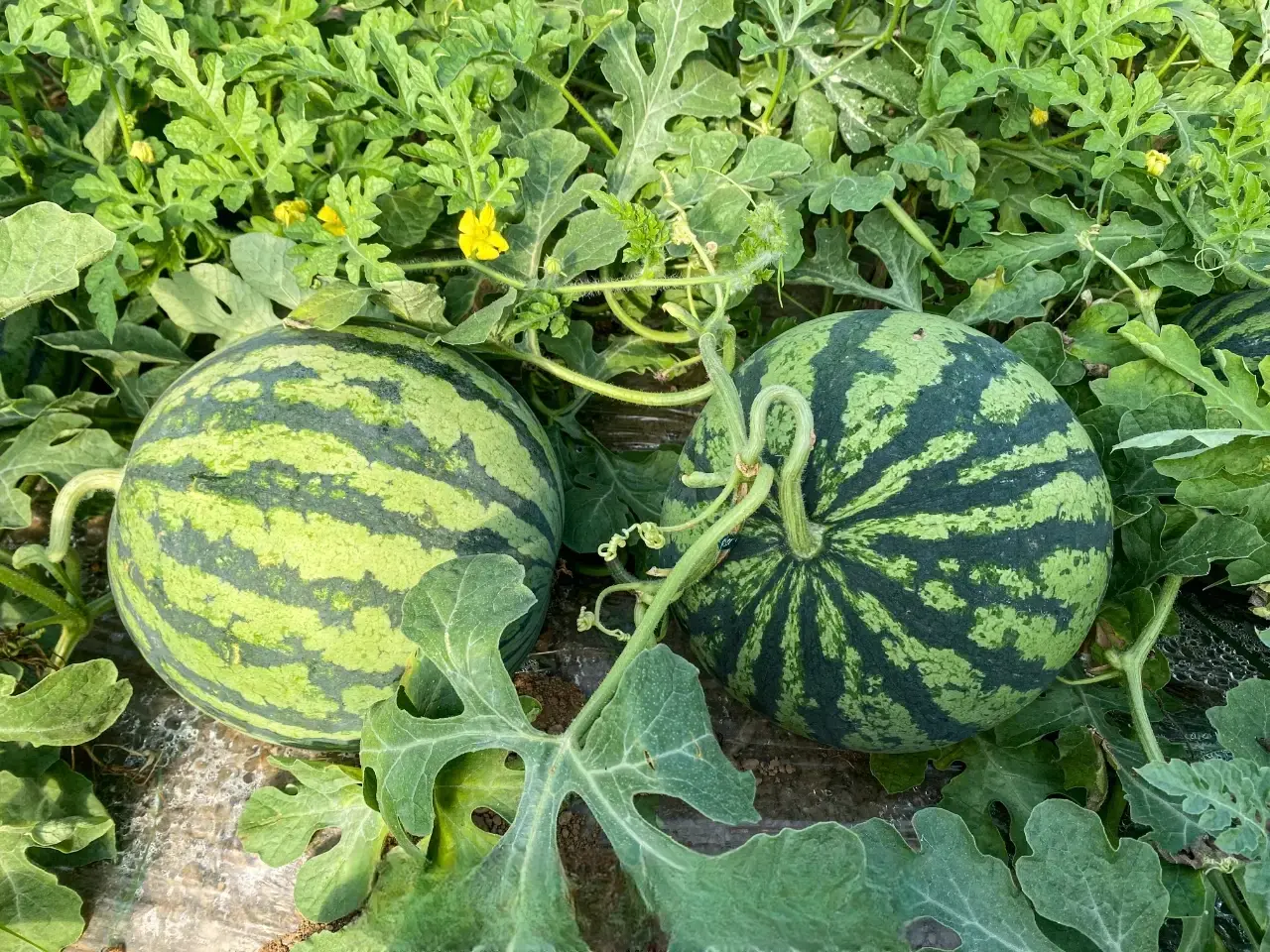 麒麟西瓜与甜王西瓜对比图