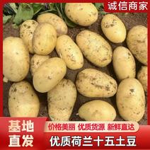 河南郑州中牟荷兰十五土豆基地直发一手货源批发品质保证价格