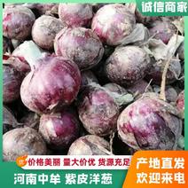 河南郑州中牟紫皮洋葱产地直发一手货源批发品质保证价格美丽