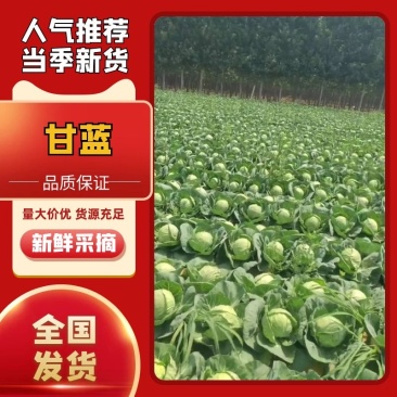 中甘系列精品甘蓝，河北甘蓝质量保证欢迎各地采购商前来采购