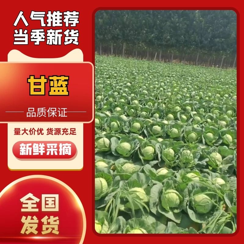 中甘系列精品甘蓝，河北甘蓝质量保证欢迎各地采购商前来采购