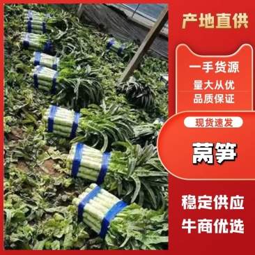 尖叶圆叶莴笋莴苣货源充足品质保证诚信经营欢迎咨询