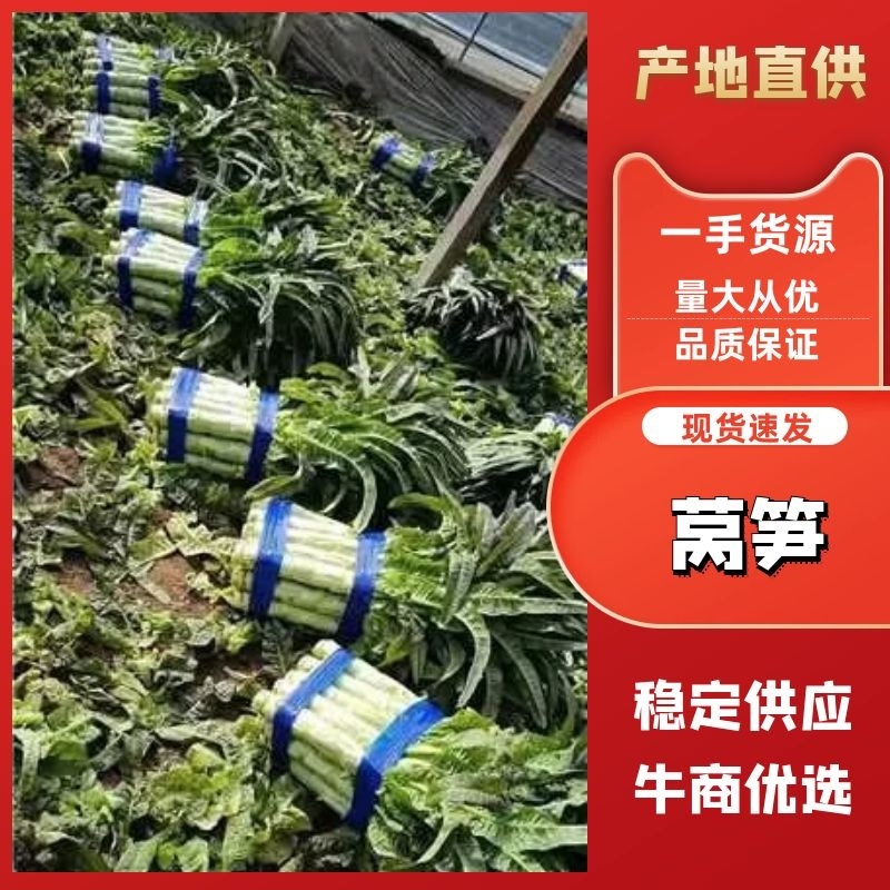 尖叶圆叶莴笋莴苣货源充足品质保证诚信经营欢迎咨询