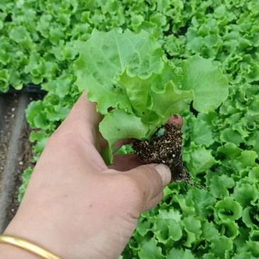 邯郸穴盘生菜苗长势好，成活率高，苗齐苗壮质量好