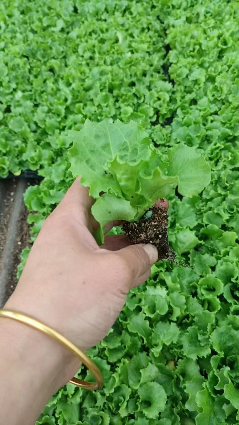 邯郸穴盘生菜苗长势好，成活率高，苗齐苗壮质量好
