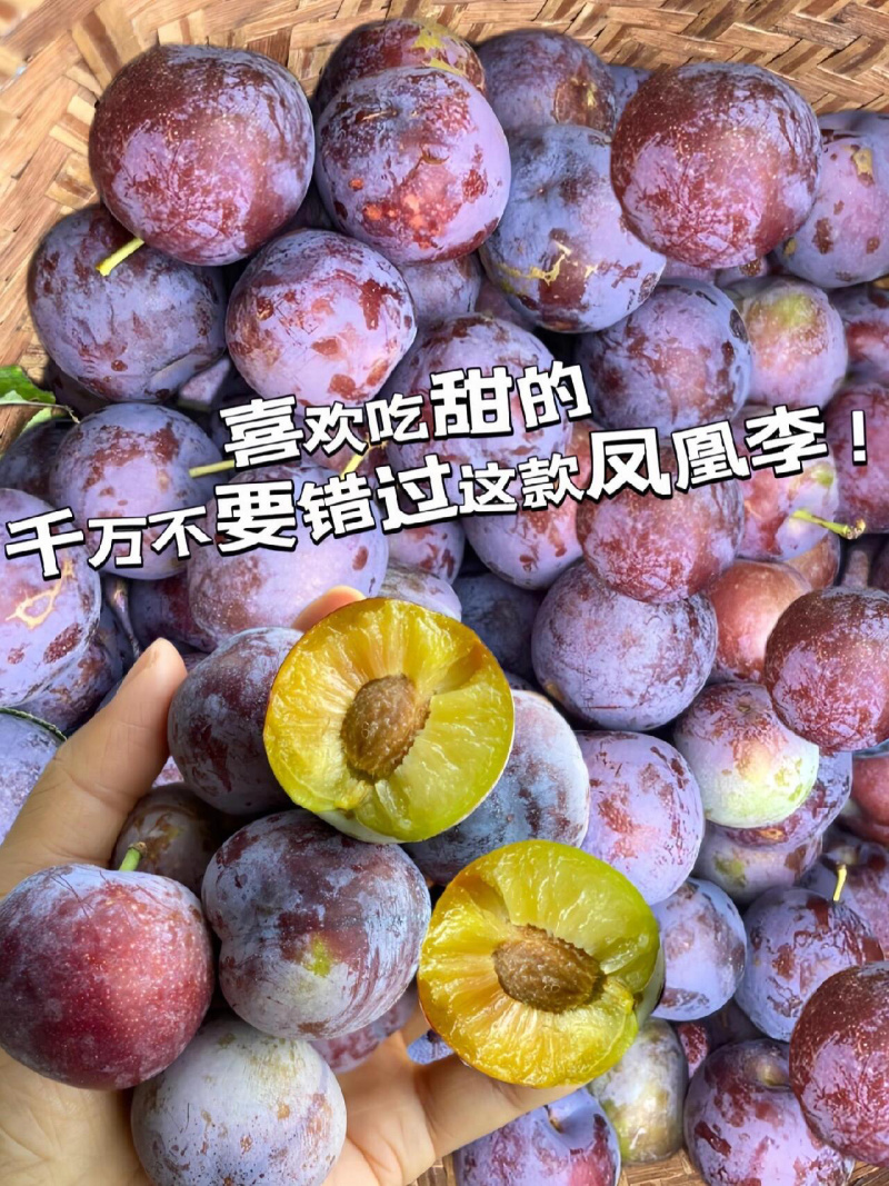 凤凰李一件代发五月脆空心李子脱骨脆红李
