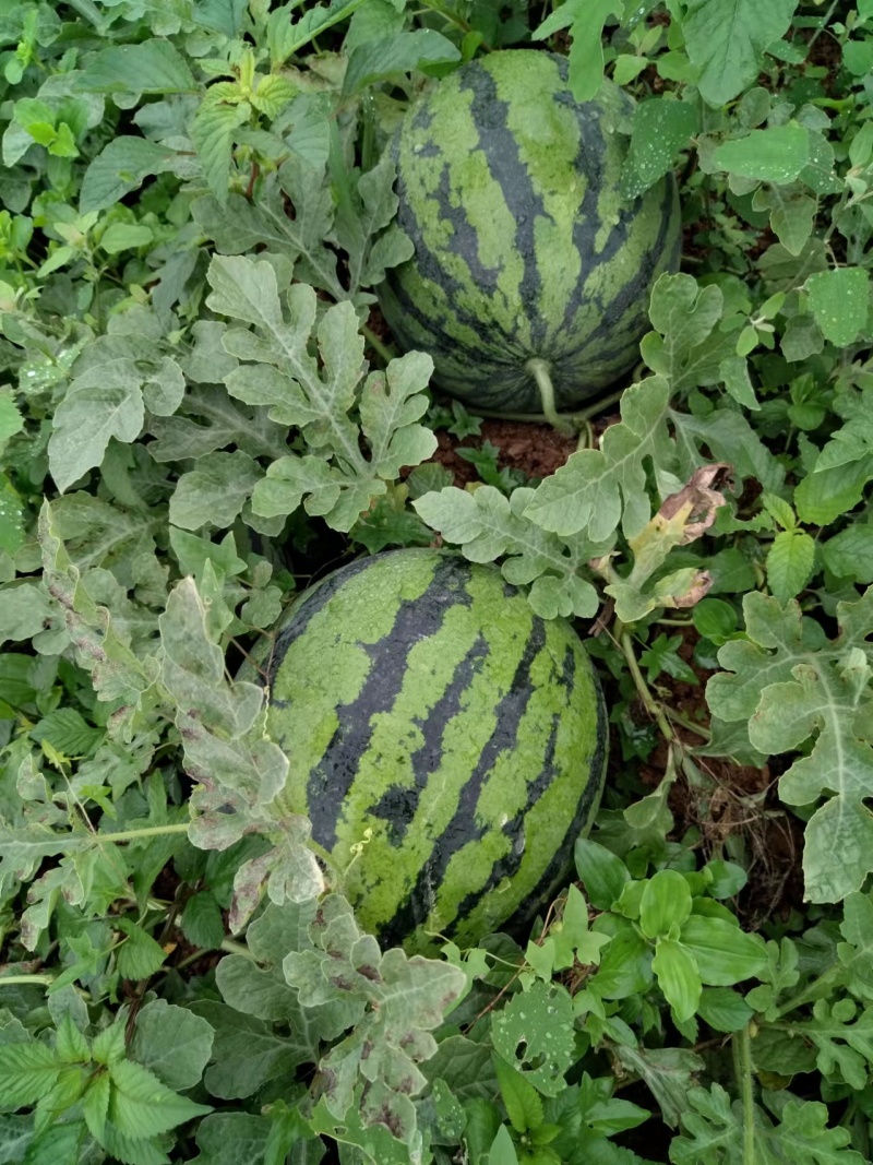 四川红密露天西瓜大量上市自己种植个大皮薄欢迎联系