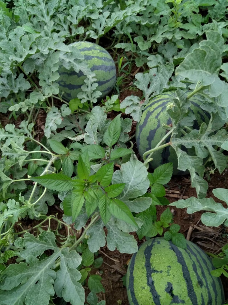 四川红密露天西瓜大量上市自己种植个大皮薄欢迎联系