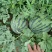 四川红密露天西瓜大量上市自己种植个大皮薄欢迎联系