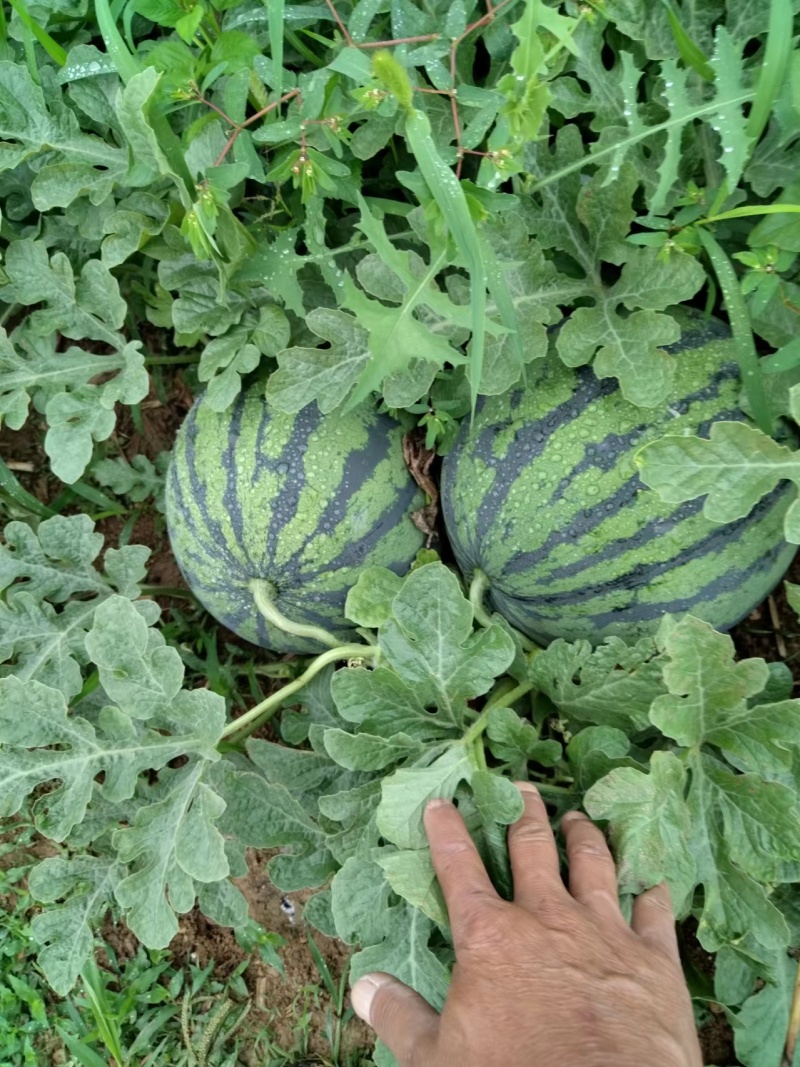 四川红密露天西瓜大量上市自己种植个大皮薄欢迎联系