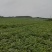 【热卖】绵阳坡地红密露天西瓜四川西瓜甜度高耐运输