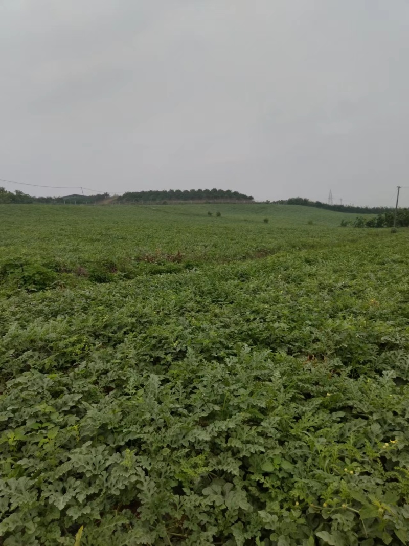 【热卖】绵阳坡地红密露天西瓜四川西瓜甜度高耐运输