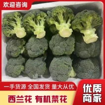 出口西蓝花，西兰花，原产地直采，超市市场西兰花
