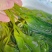 皓达火锅海带嫩苗麻辣烫关东煮火锅串串冒菜商用食材