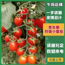 圣女果玲珑小番茄皮薄多汁产地一手货源欢迎来电咨询