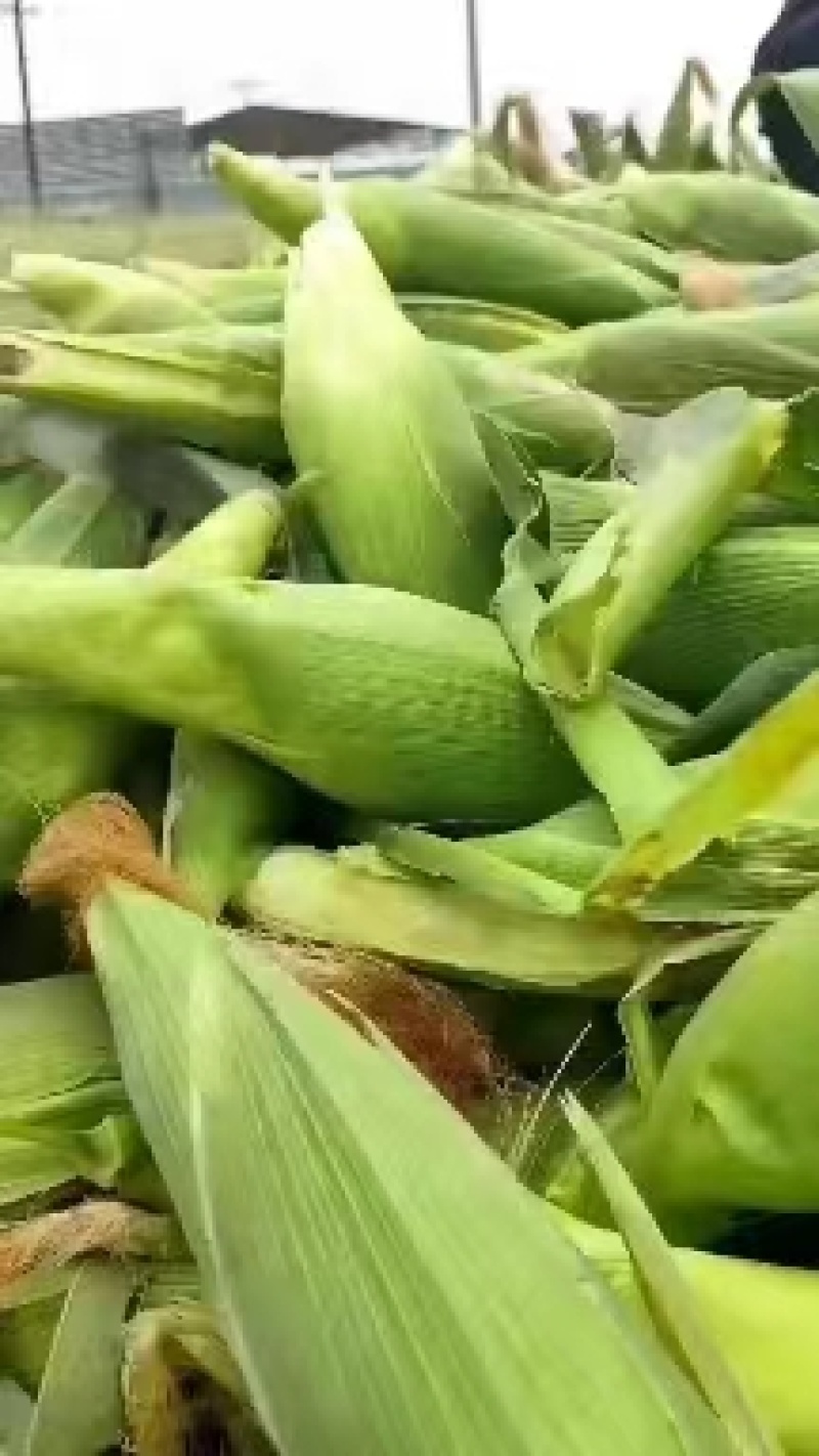 【实力】玉米河北邯郸水果玉米-产地直发-价格优惠-可看货