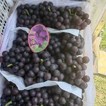 夏黑葡萄产地直发货源充足量大从优欢迎咨询