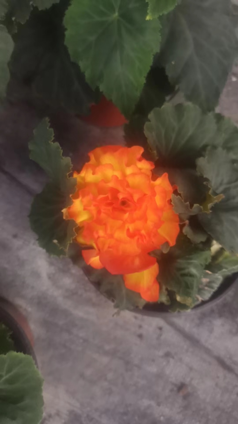 【球根海棠】花盆栽室内阳台四季开花好养大花型玫瑰海棠原土带花