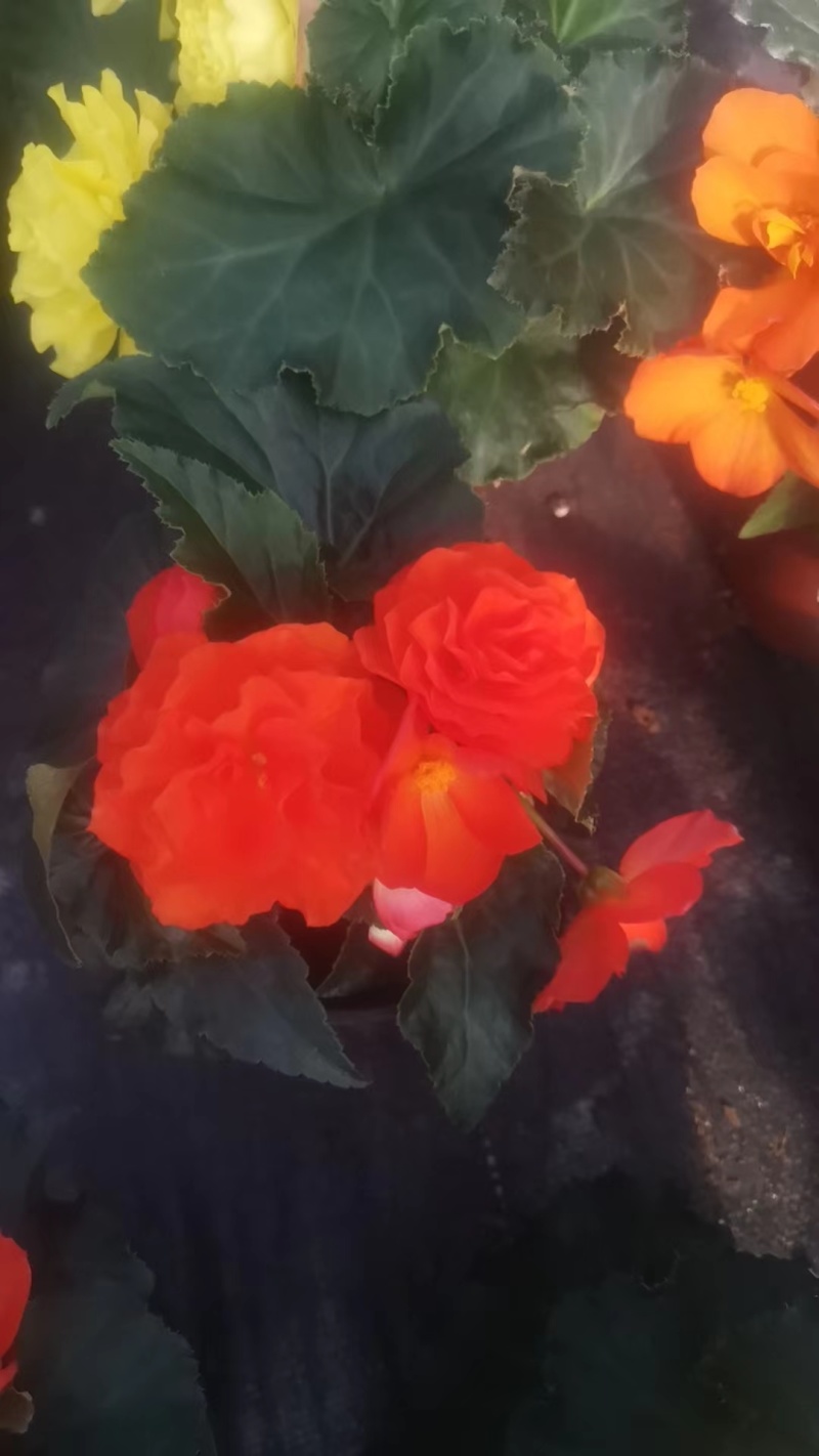 【球根海棠】花盆栽室内阳台四季开花好养大花型玫瑰海棠原土带花