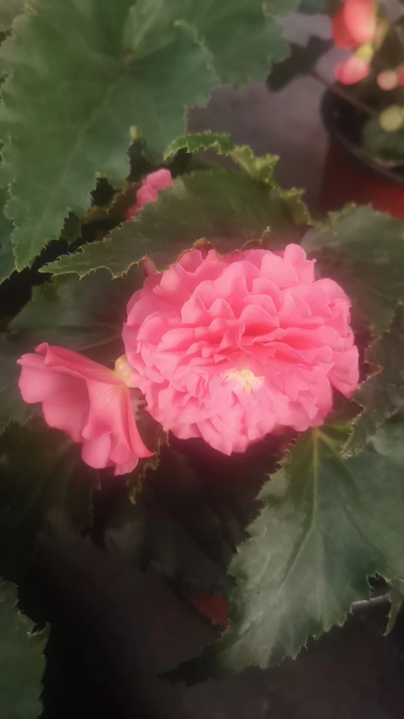 【球根海棠】花盆栽室内阳台四季开花好养大花型玫瑰海棠原土带花