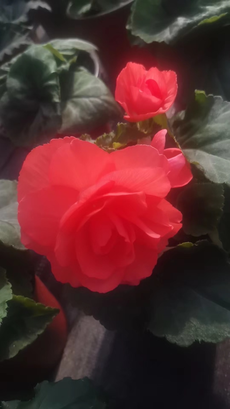 【球根海棠】花盆栽室内阳台四季开花好养大花型玫瑰海棠原土带花