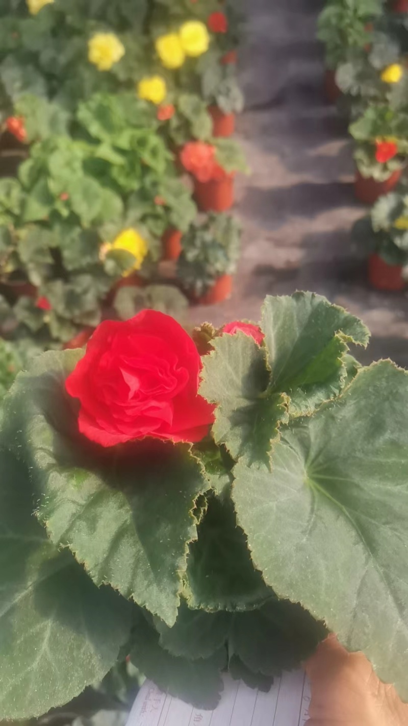 【球根海棠】花盆栽室内阳台四季开花好养大花型玫瑰海棠原土带花