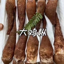 新鲜鸡枞