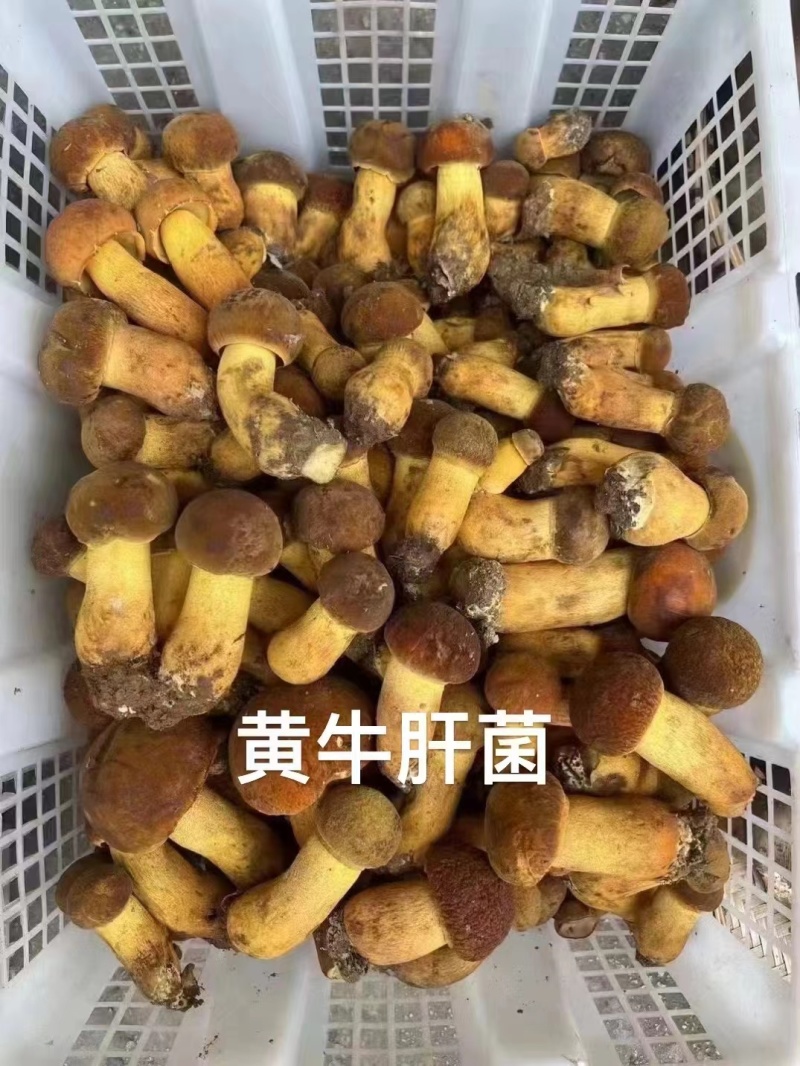 新鲜黄牛肝菌