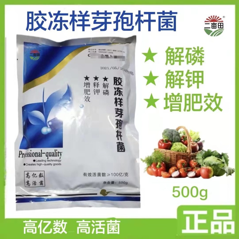 胶冻样芽孢杆菌解磷解钾增肥效