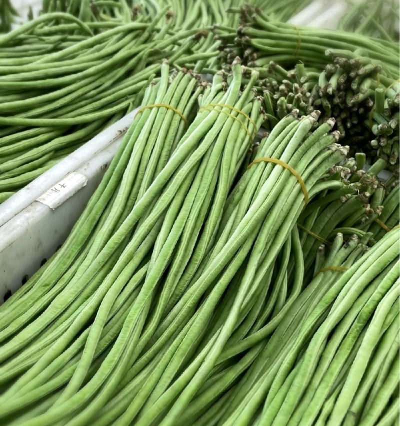 实力供货精品青条豆角长豆角产地直发货源充足价格优惠
