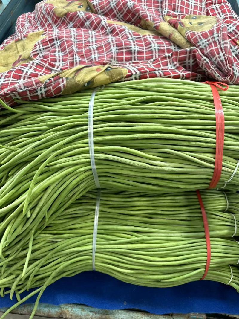 实力供货精品青条豆角长豆角产地直发货源充足价格优惠