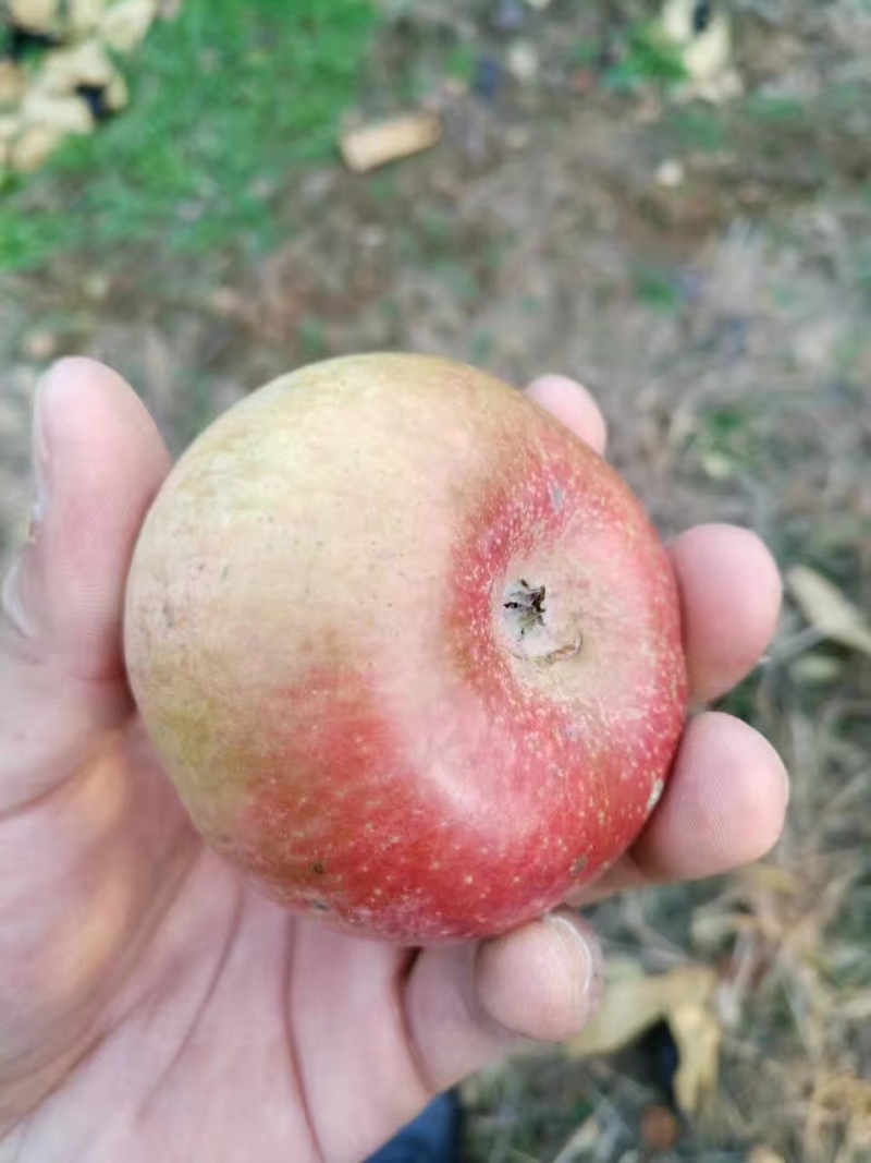 【国光苹果】栖霞苹果老品种，酸甜可口，儿时记忆，源头产地