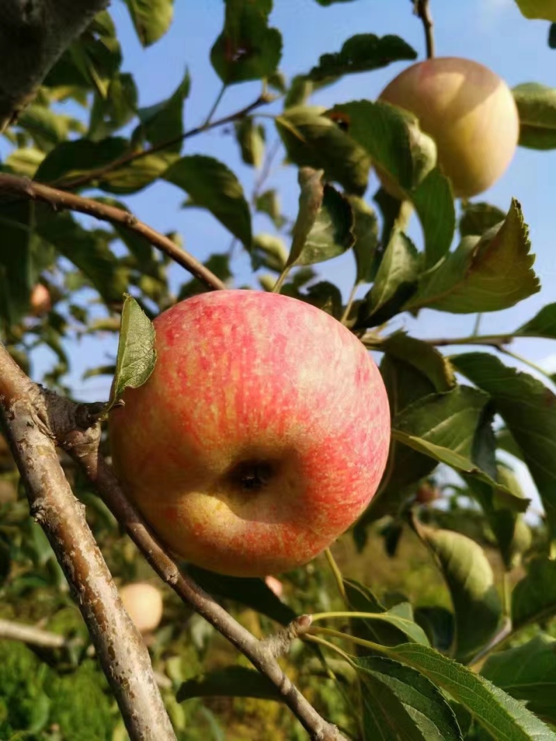 【国光苹果】栖霞苹果老品种，酸甜可口，儿时记忆，源头产地