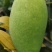 四川椰香芒果鸡蛋芒零售批发家庭装5斤10斤装