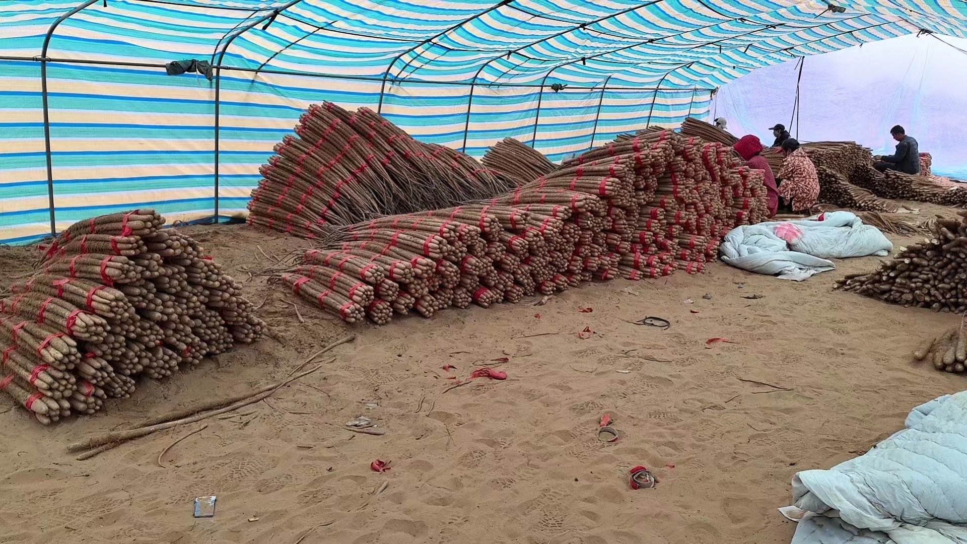 农民正在采收山药块茎的现场照片,展示其地下生长的成果 山药采收场景