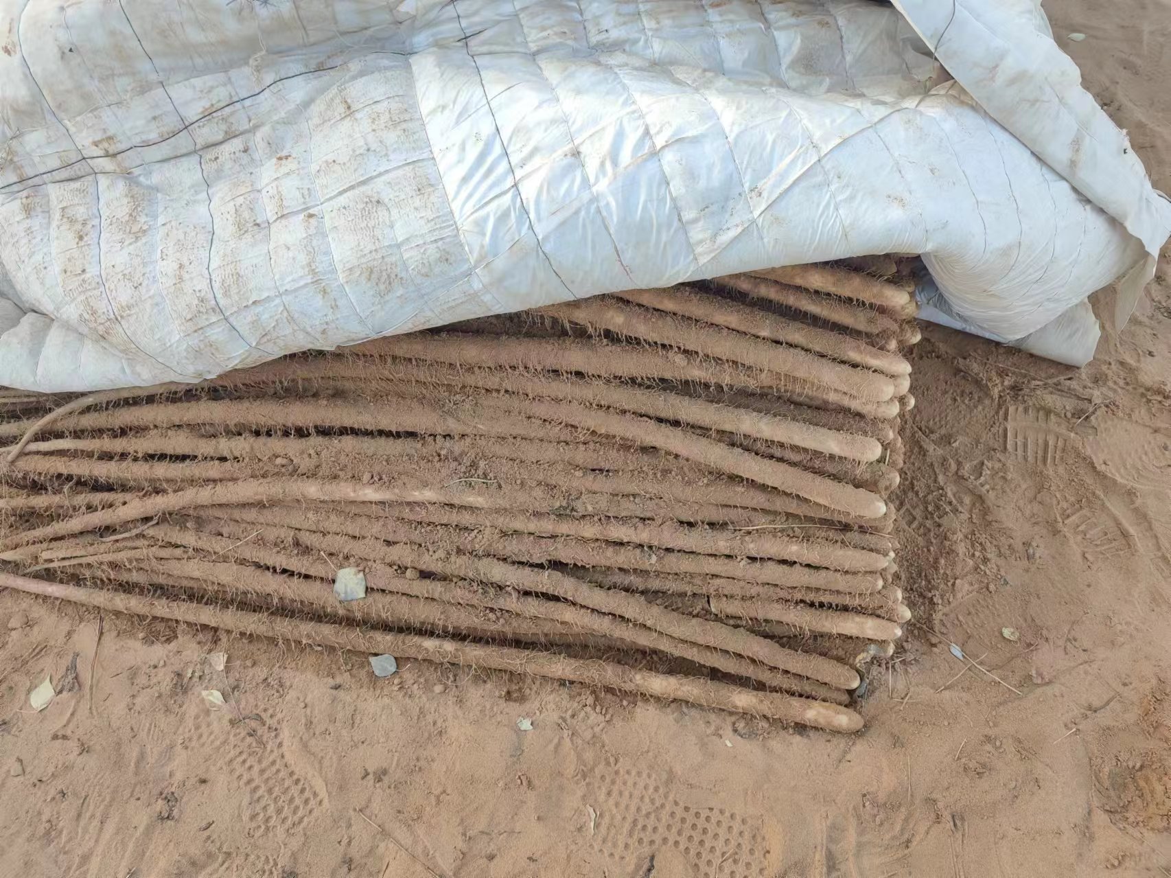 Freshly peeled Ziguang Tangerine segments on a plate
