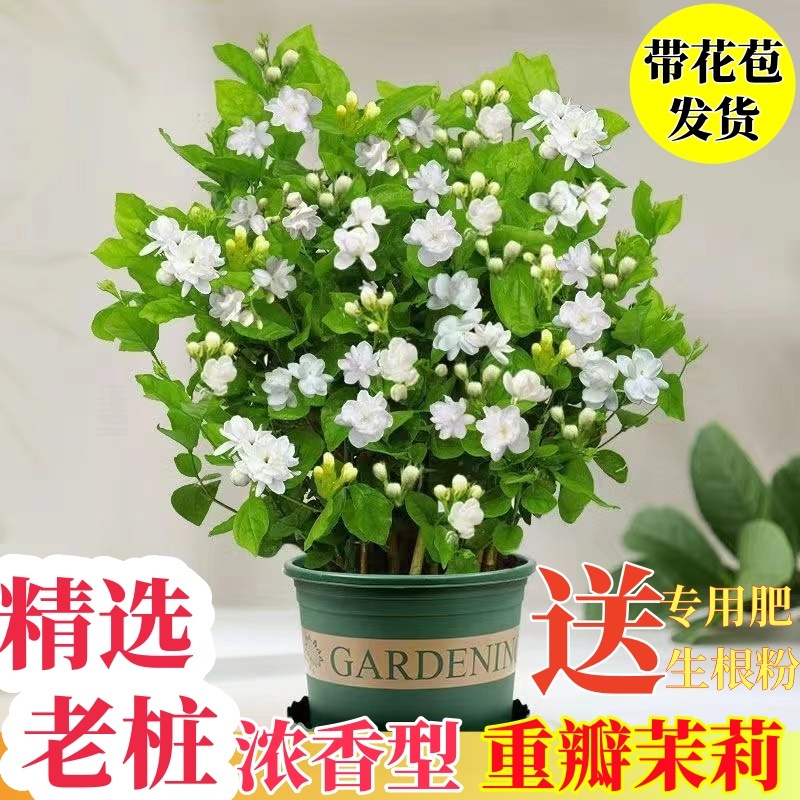 重瓣茉莉花盆栽室内阳台开花浓香四季不断好养庭院驱蚊苗花卉