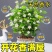重瓣茉莉花盆栽室内阳台开花浓香四季不断好养庭院驱蚊苗花卉