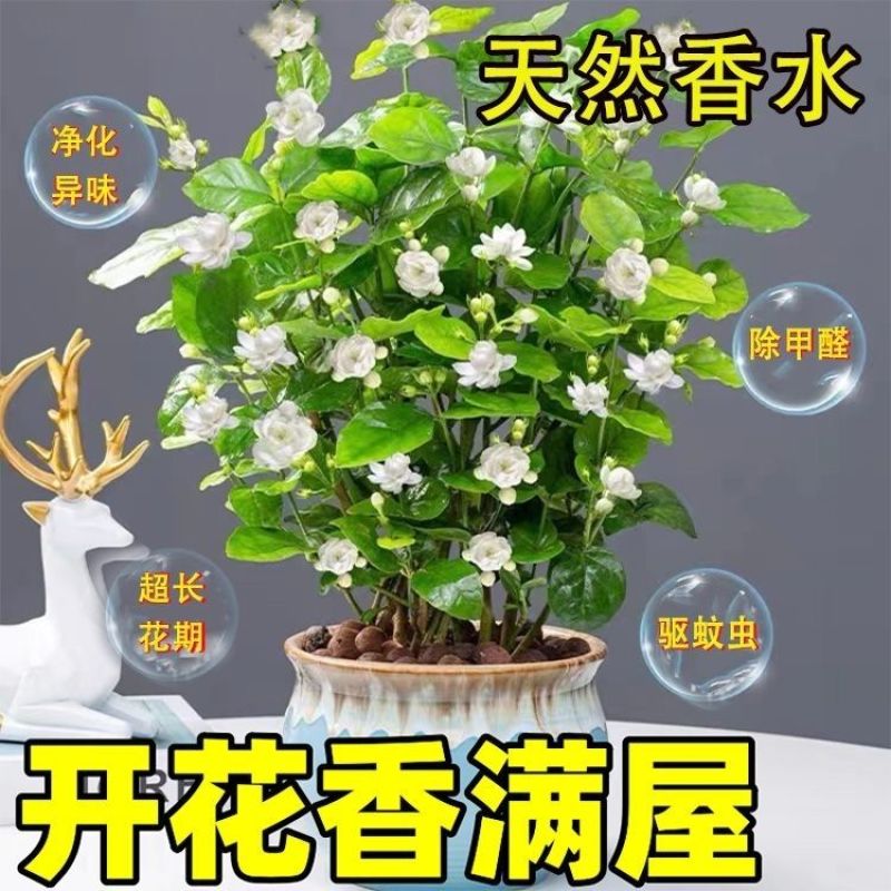 重瓣茉莉花盆栽室内阳台开花浓香四季不断好养庭院驱蚊苗花卉