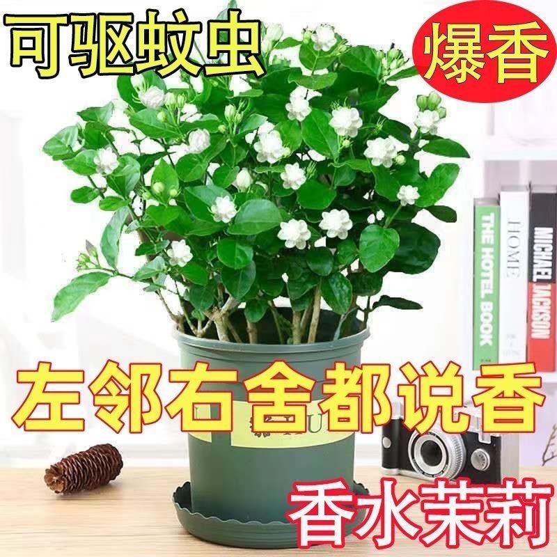重瓣茉莉花盆栽室内阳台开花浓香四季不断好养庭院驱蚊苗花卉