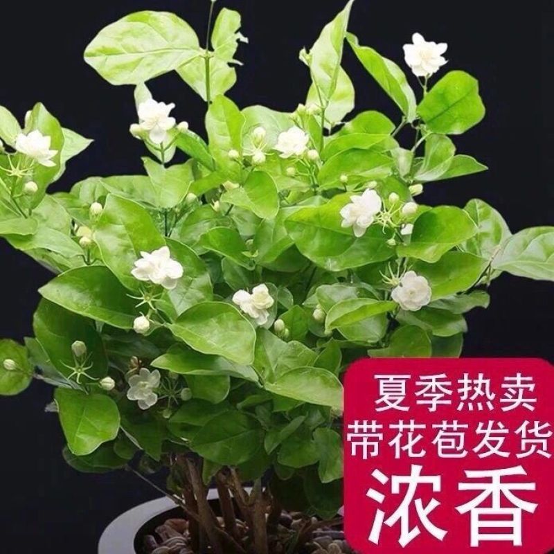 重瓣茉莉花盆栽室内阳台开花浓香四季不断好养庭院驱蚊苗花卉