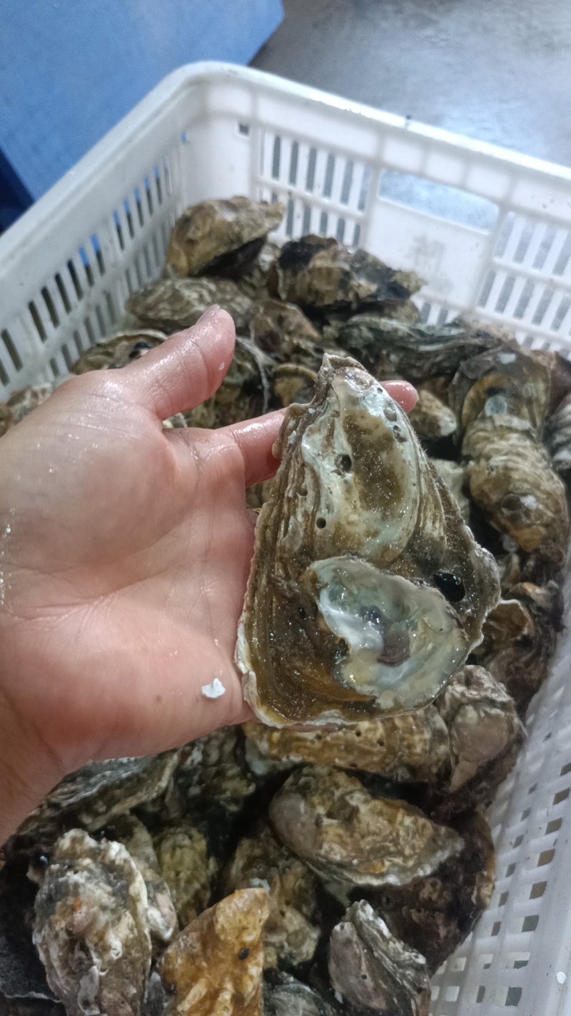福建生蚝，三倍体二倍体，半壳烧烤蚝鲜活肥美长期有货