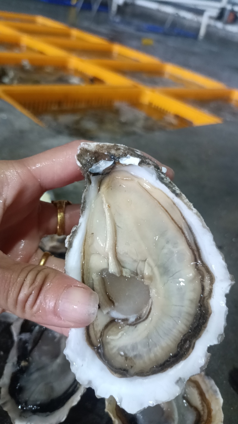福建生蚝，三倍体二倍体，半壳烧烤蚝鲜活肥美长期有货