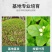 重瓣茉莉花盆栽室内阳台开花浓香四季不断好养庭院驱蚊苗花卉
